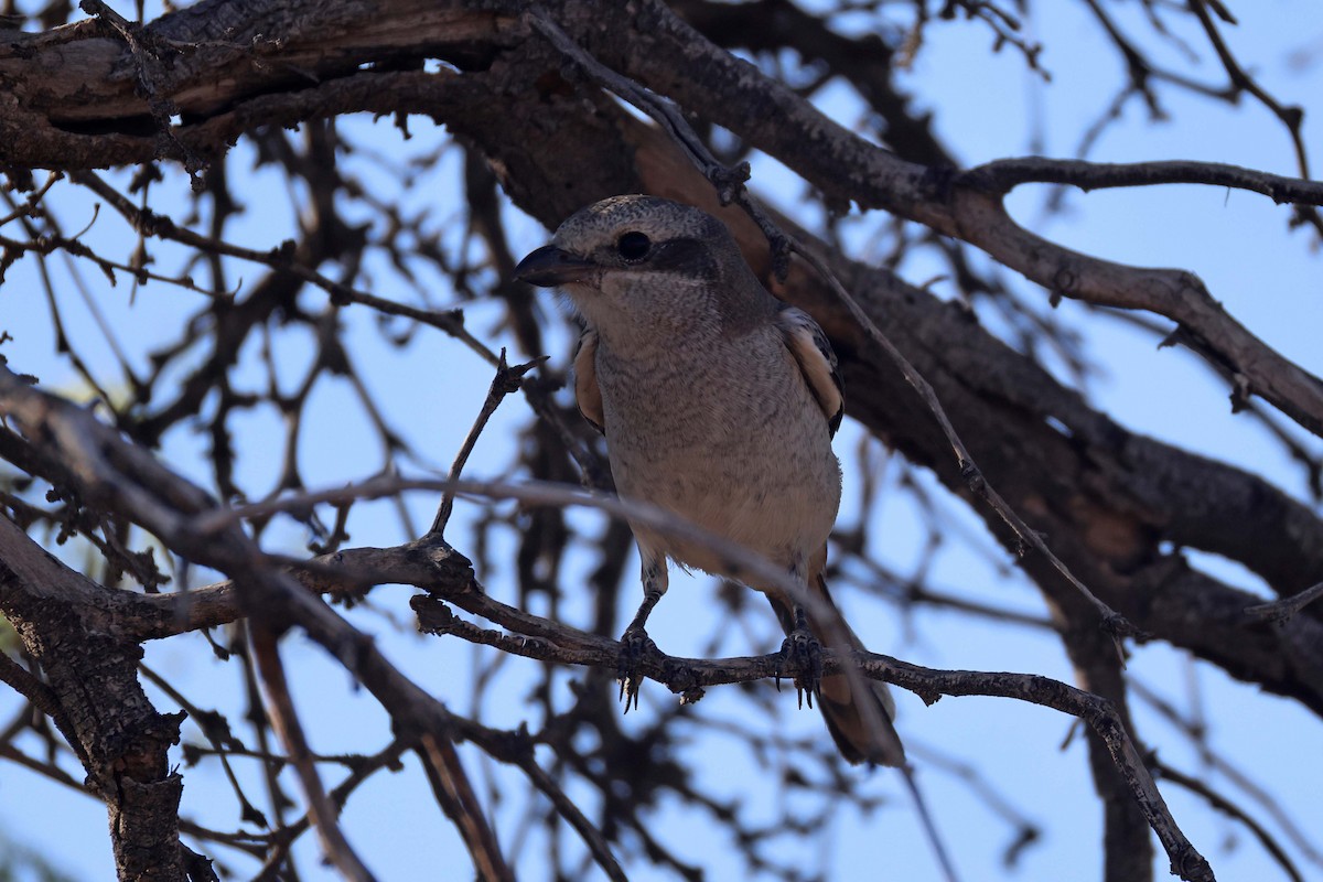 Fiskalwürger - ML646783444