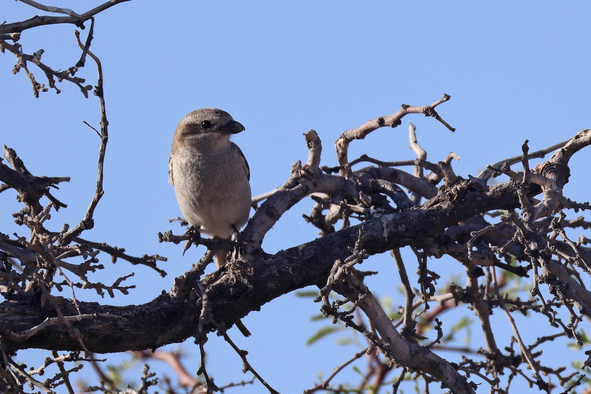 Fiskalwürger - ML646783445