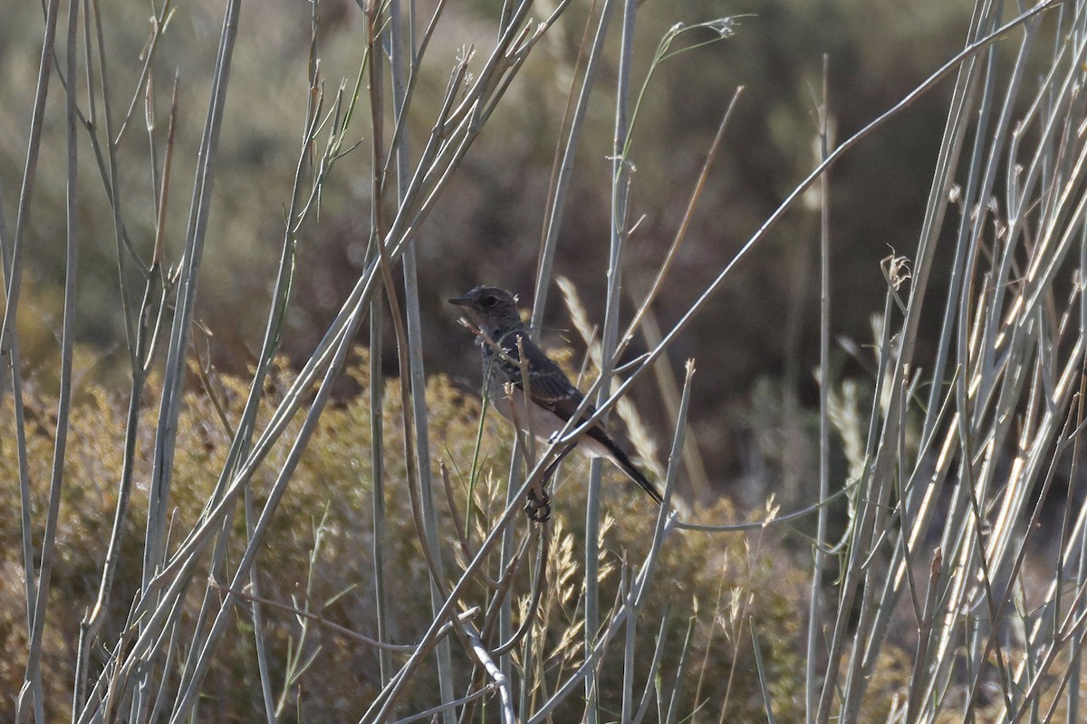 Karoo Chat - ML646783450