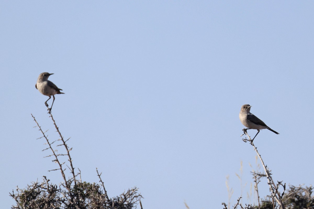 Karoo Chat - ML646783451