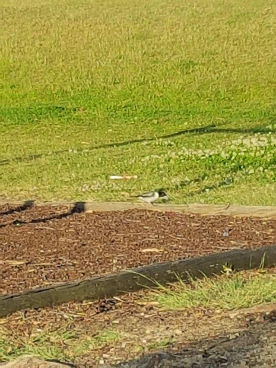 gråryggslakterfugl - ML646783459