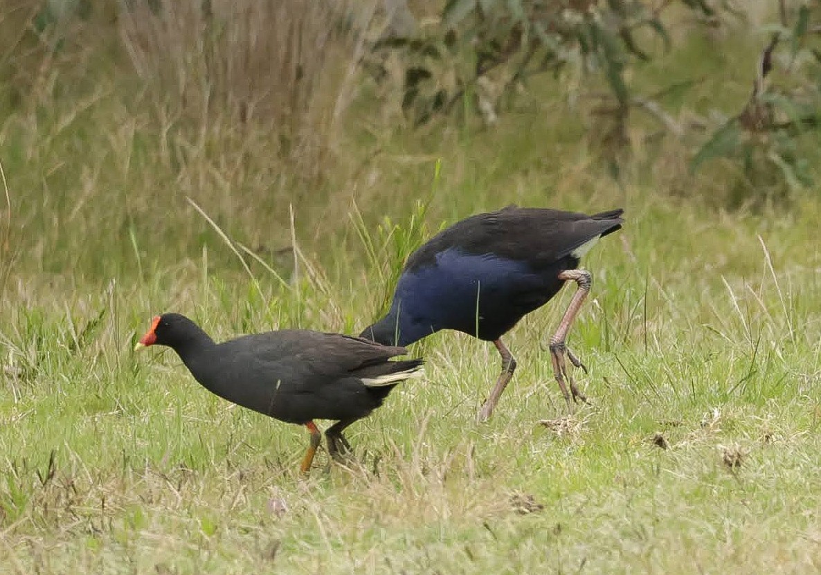 Dusky Moorhen - ML646783460
