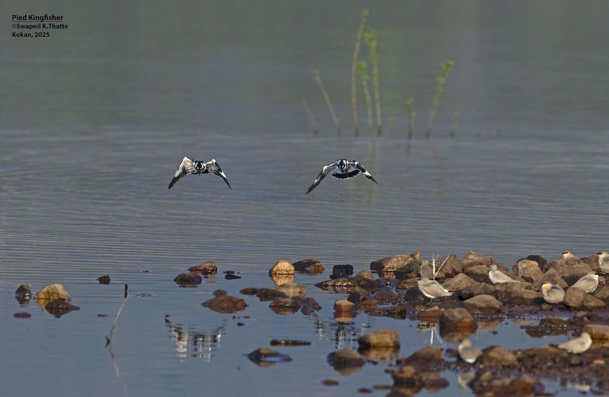 Graufischer - ML646783468