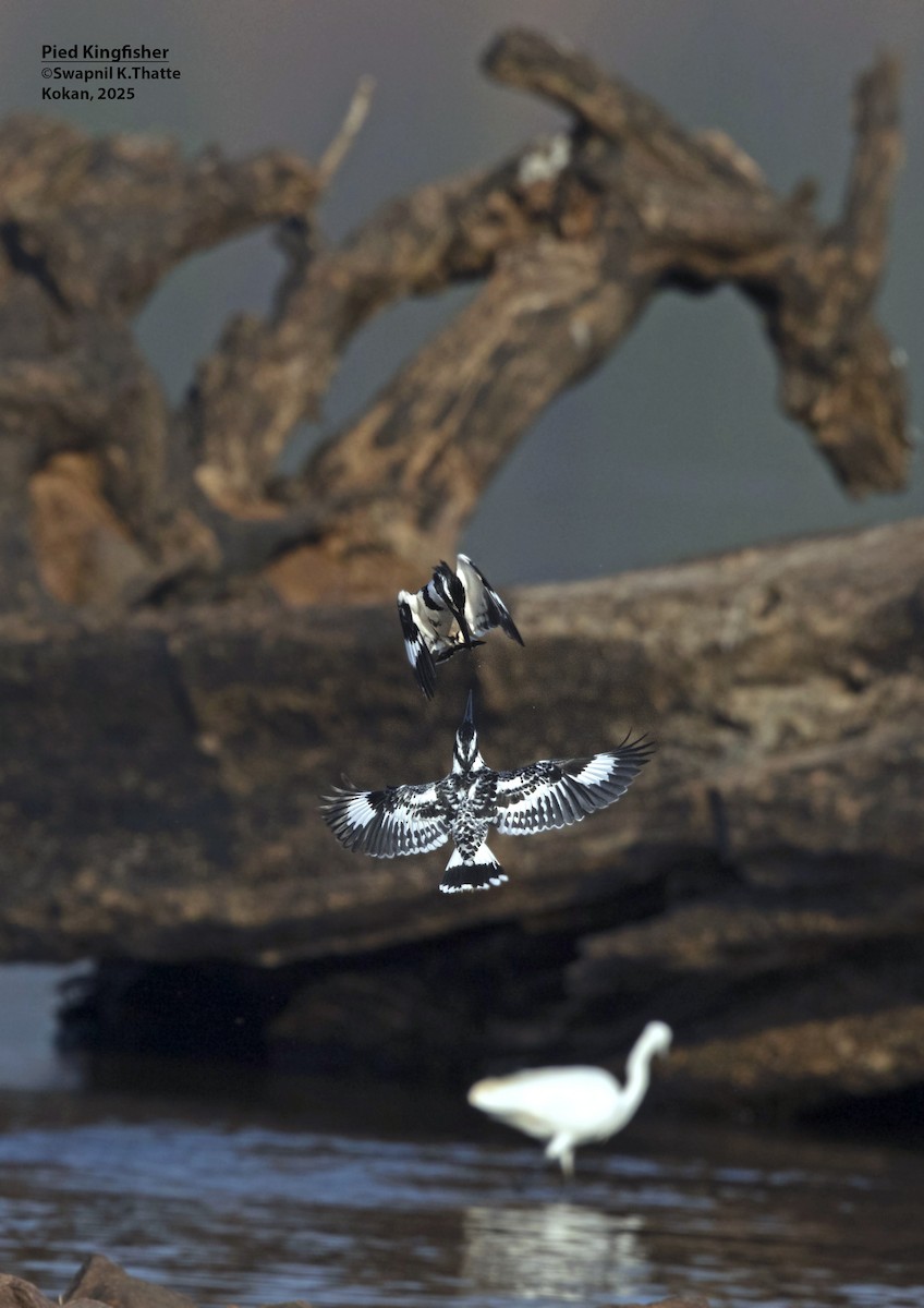 Graufischer - ML646783469