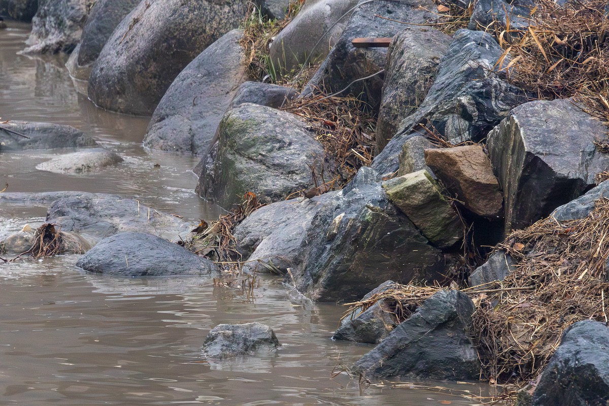 Eurasian Wren - ML646783474