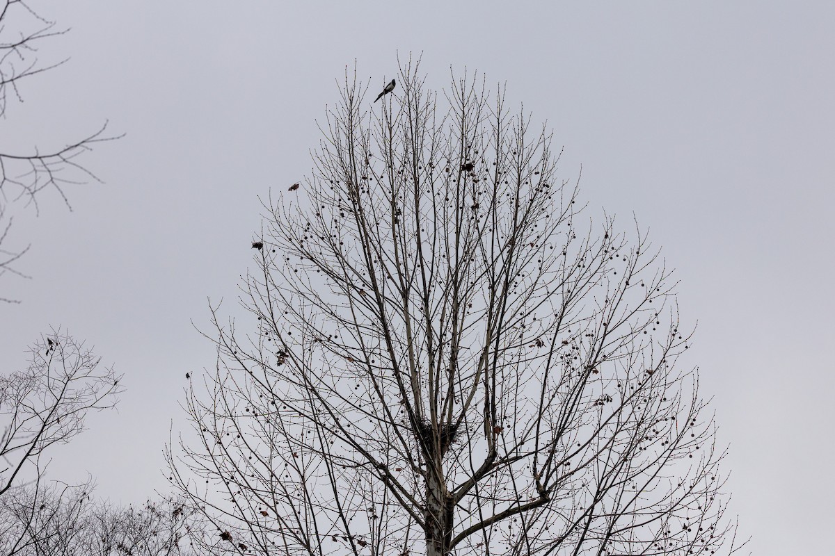 orientskjære - ML646783476