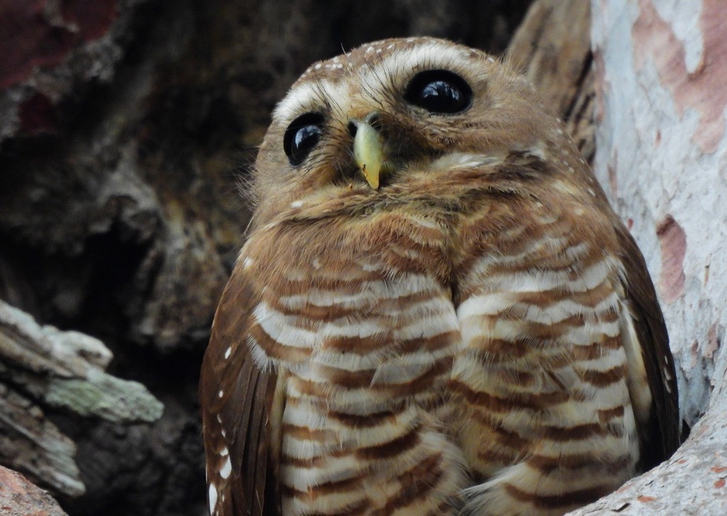 White-browed Owl - ML646783478