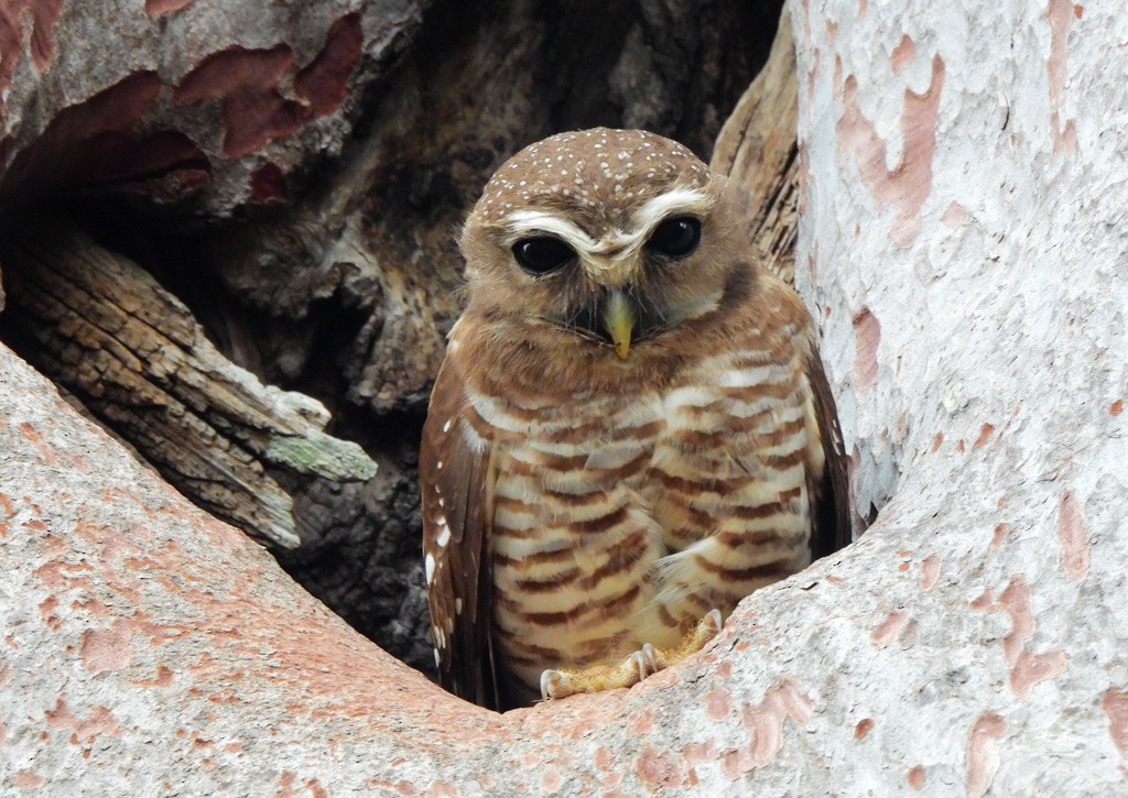 White-browed Owl - ML646783479