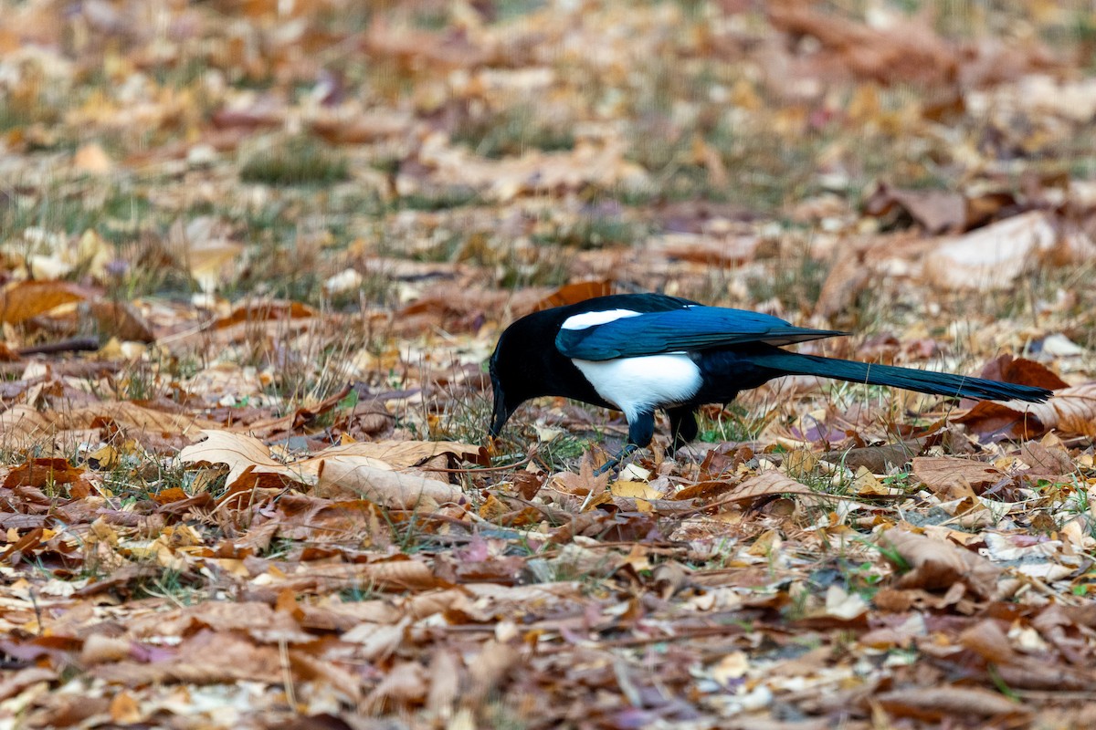 orientskjære - ML646783486