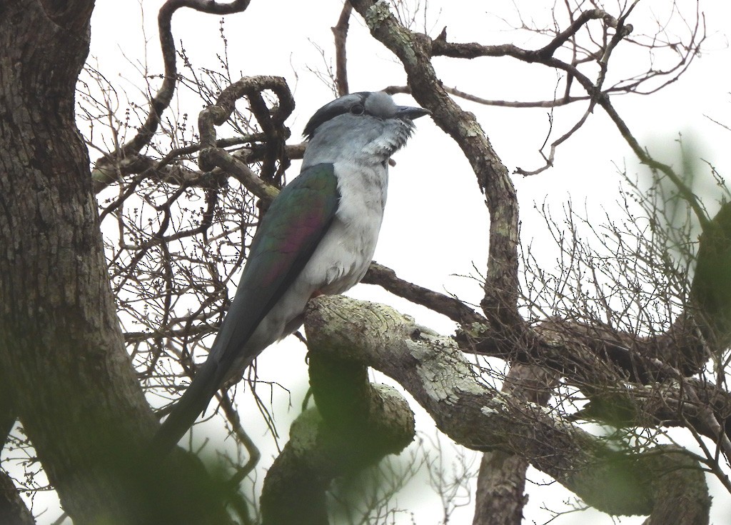Cuckoo-roller - ML646783487