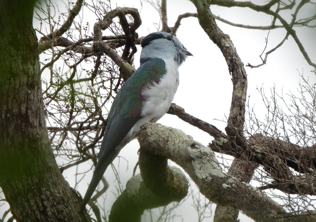 Cuckoo-roller - ML646783488