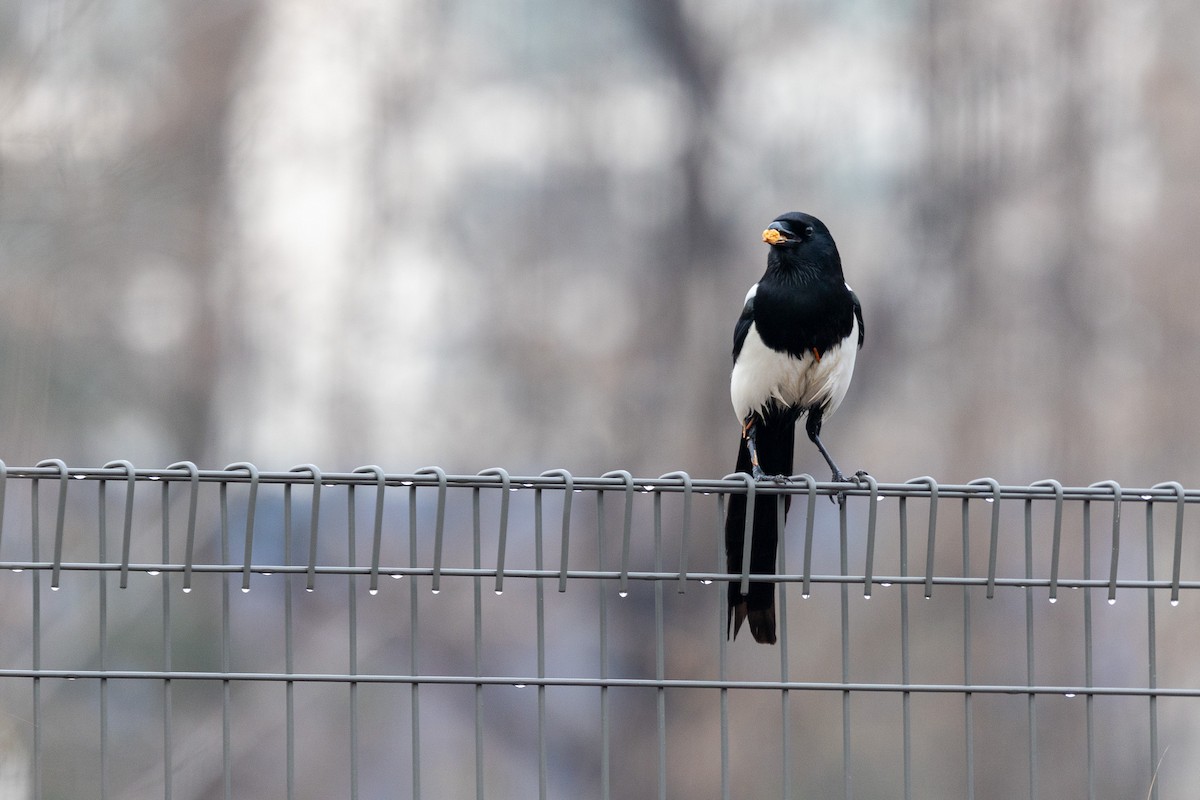 orientskjære - ML646783491