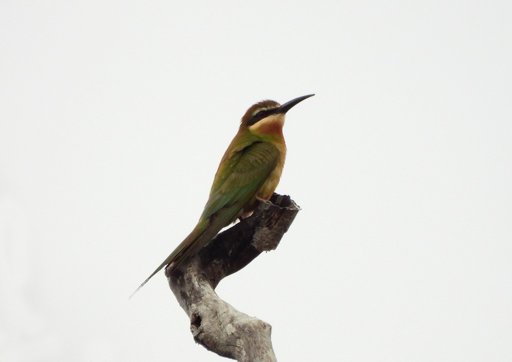 olivenbieter - ML646783494