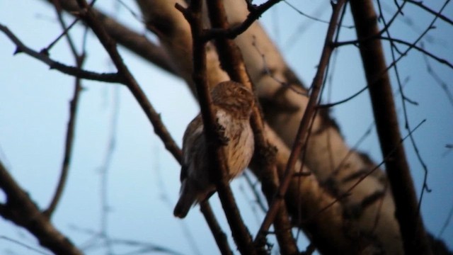 Mozolotxo eurasiarra - ML646783495