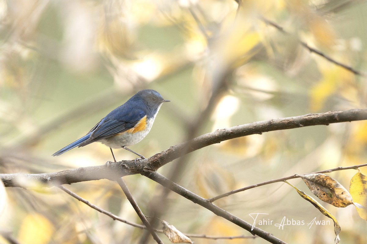 Robin de l'Himalaya - ML646783497