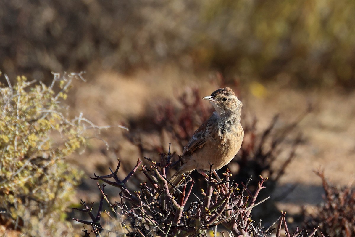 Karoo Long-billed Lark - ML646783521