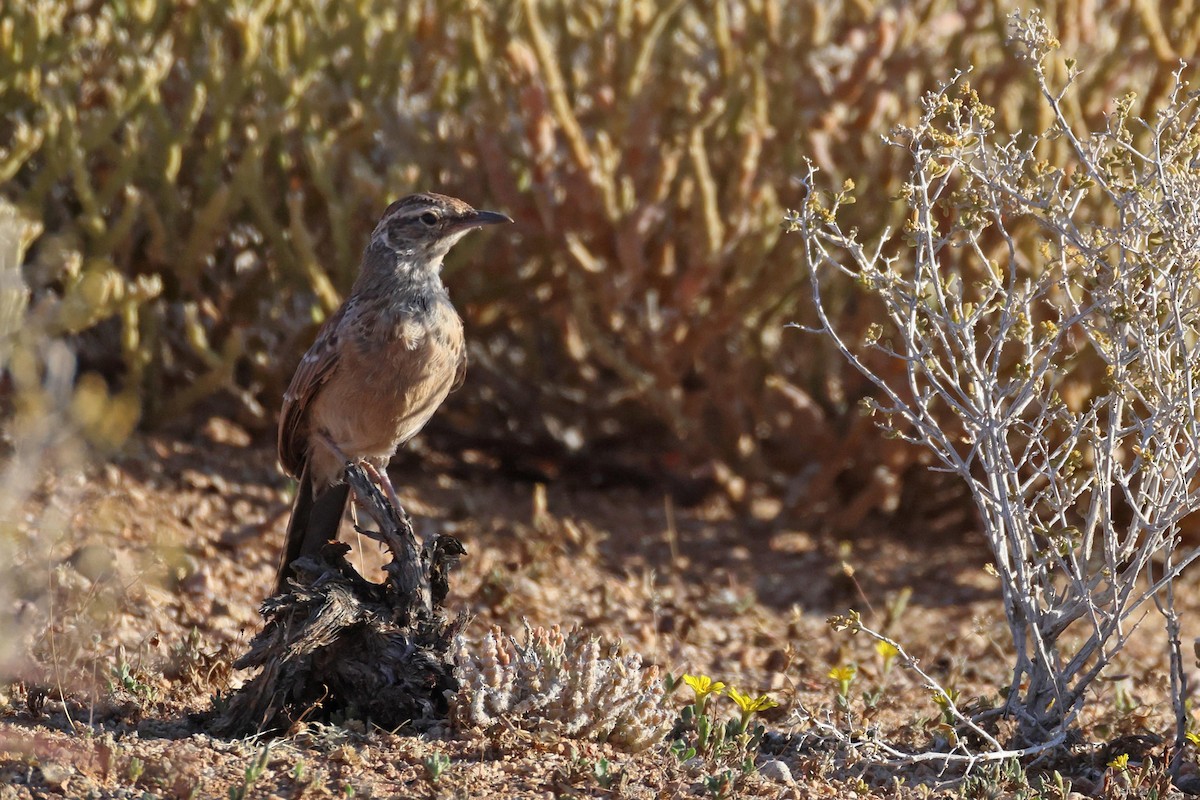 Karoo Long-billed Lark - ML646783523