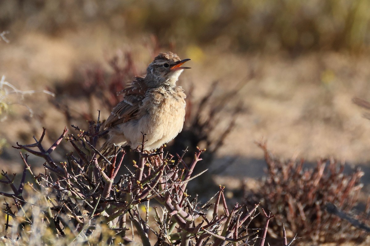 Karoo Long-billed Lark - ML646783525