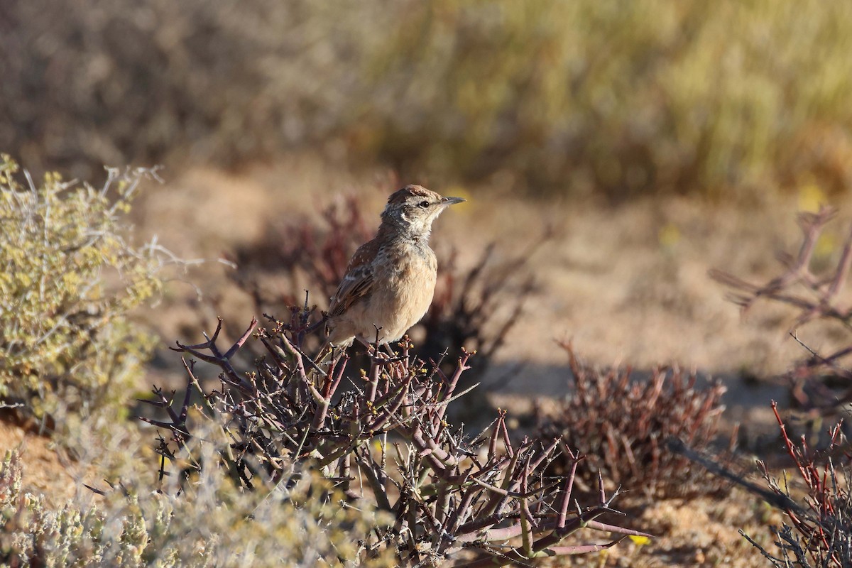 Karoo Long-billed Lark - ML646783526