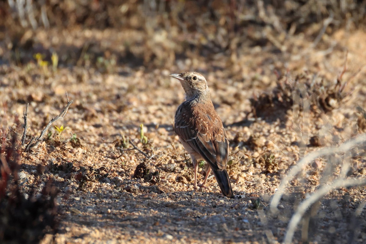 Karoo Long-billed Lark - ML646783528