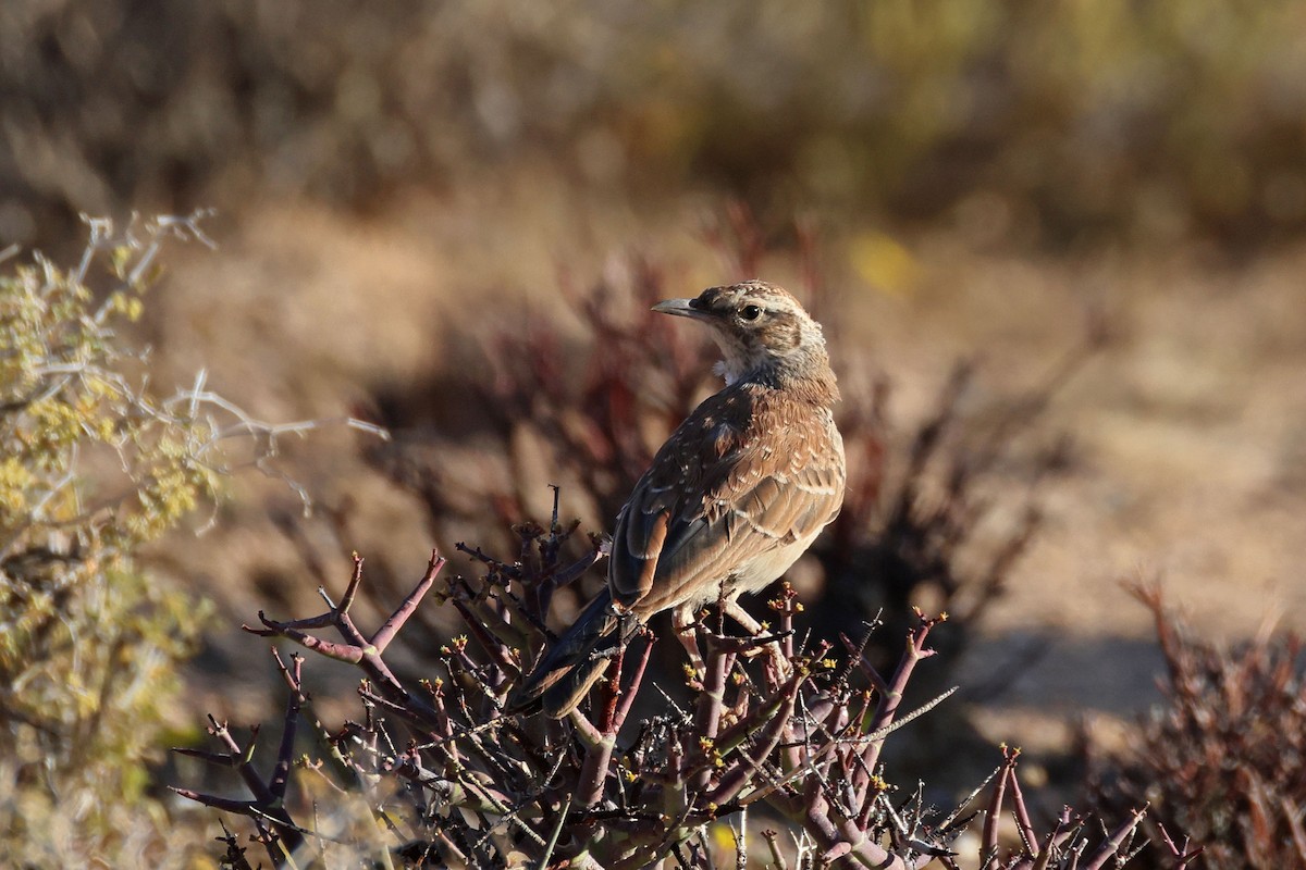 Karoo Long-billed Lark - ML646783529