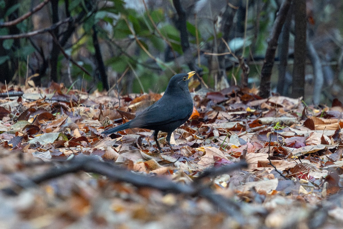 Chinese Blackbird - ML646783531