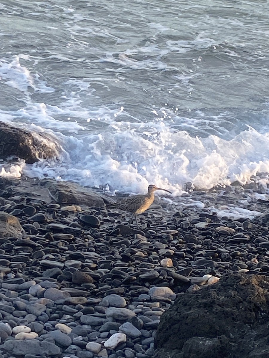 Eurasian Whimbrel - ML646783533