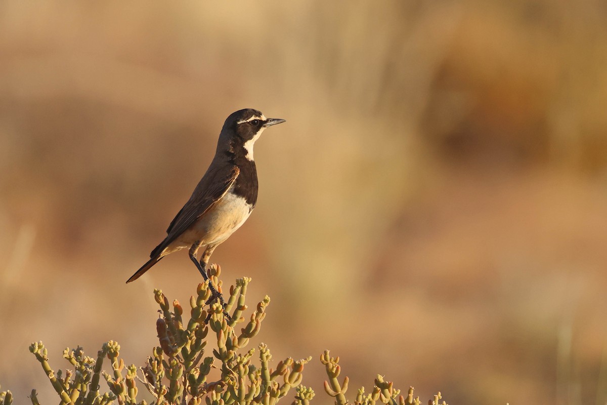 Capped Wheatear - ML646783534