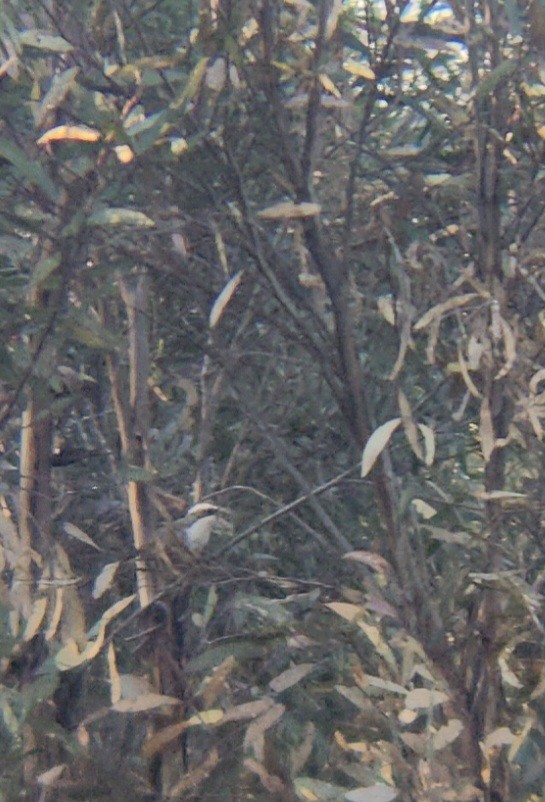 timáliovec hnědý - ML646783536