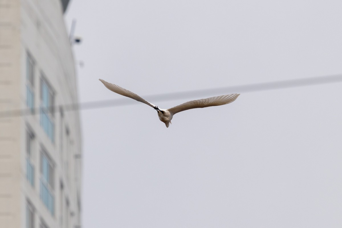 Great Egret (alba) - ML646783538
