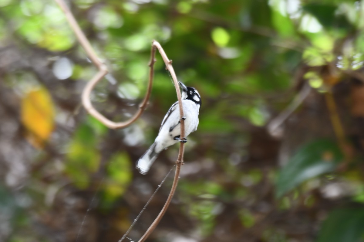 ミミジロカササギビタキ - ML646783540