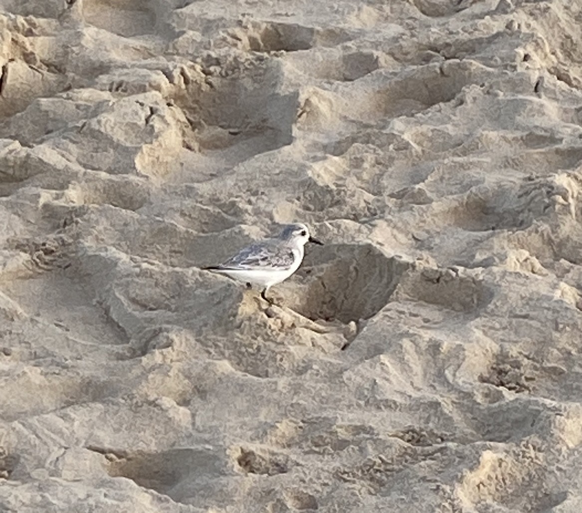 Txirri zuria - ML646783542