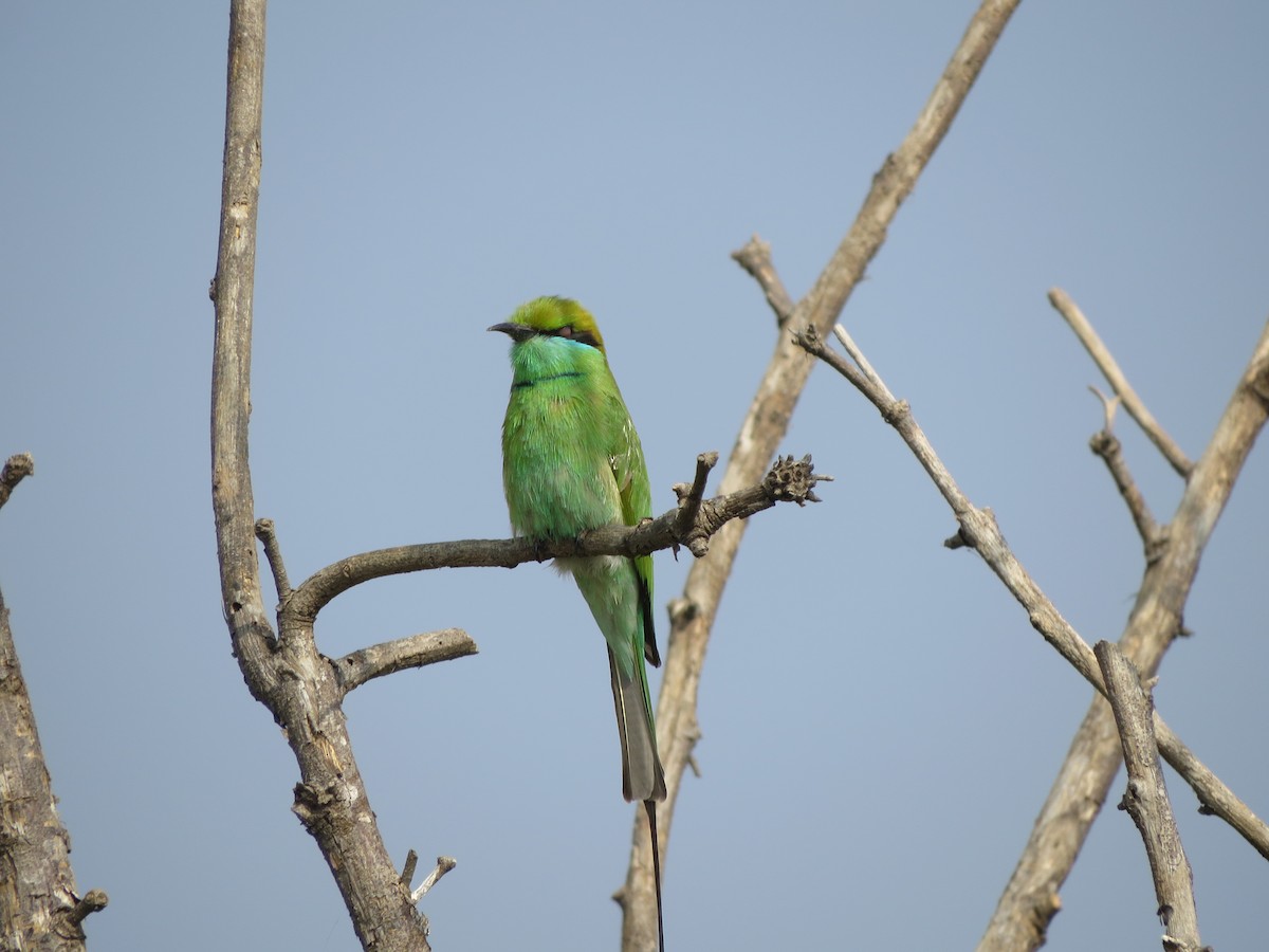 Asian Green Bee-eater - ML646783543