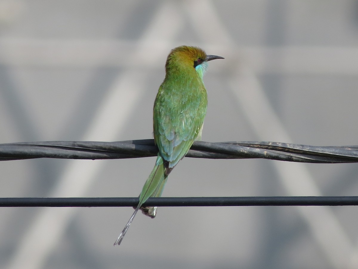 Asian Green Bee-eater - ML646783544