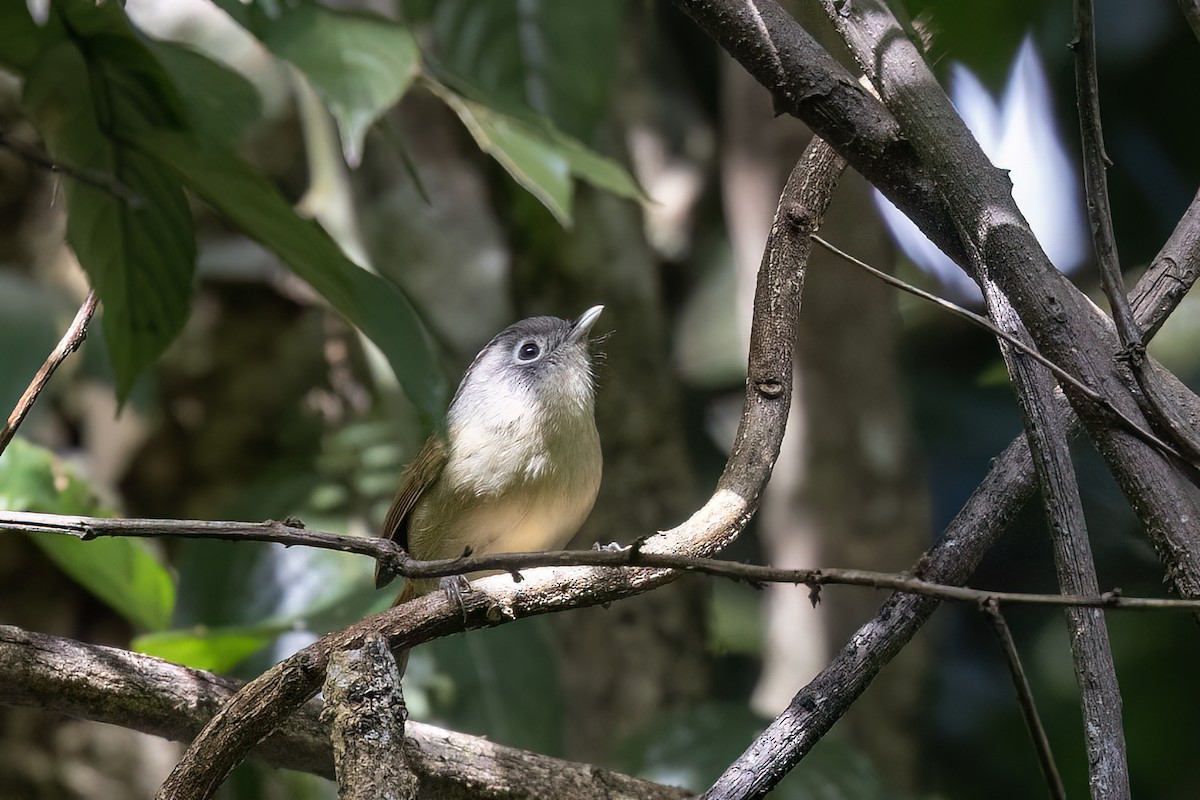 Альципа непальська - ML646783549