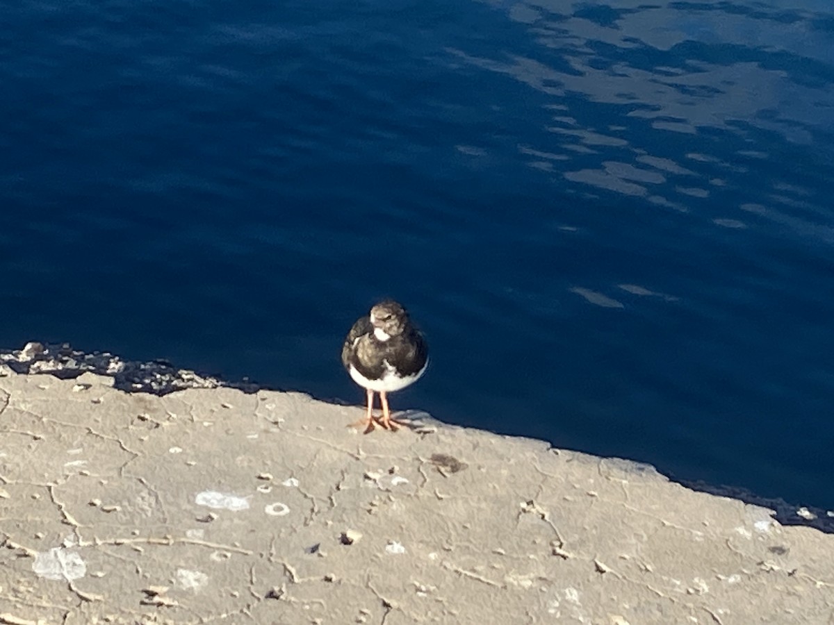 Ruddy Turnstone - ML646783550