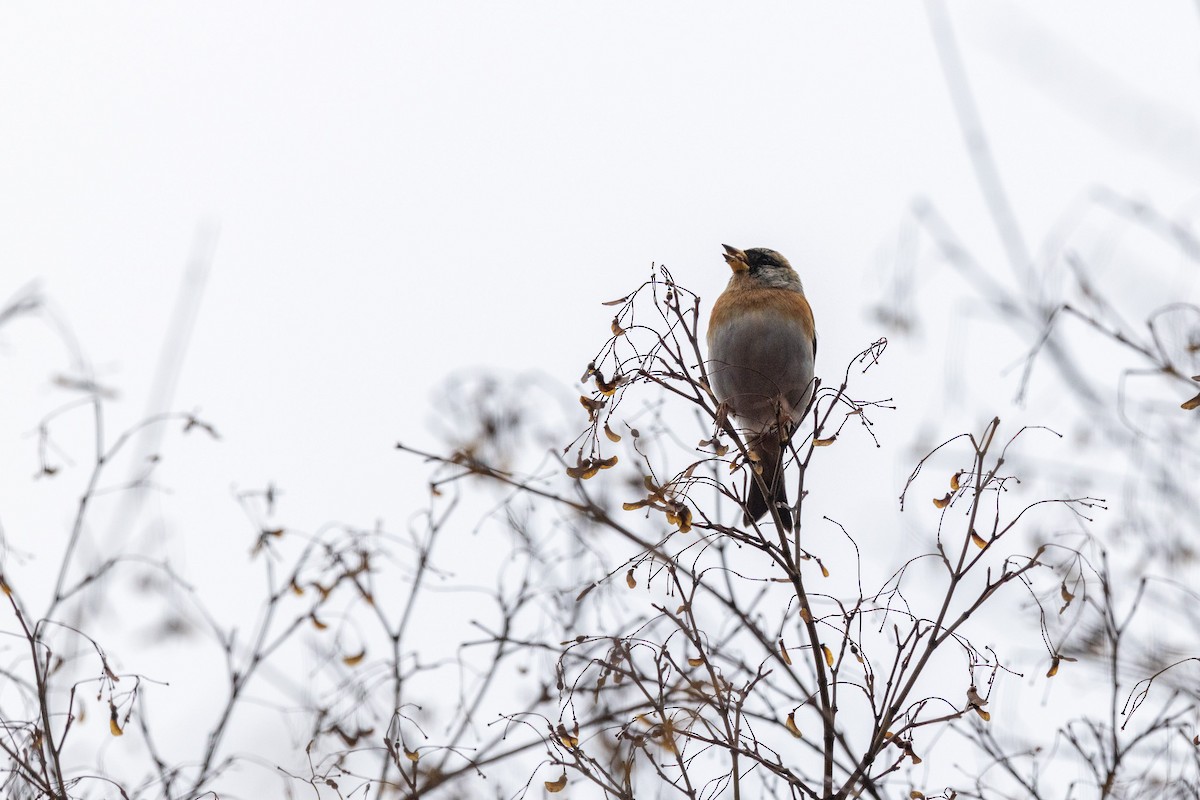 Brambling - ML646783555