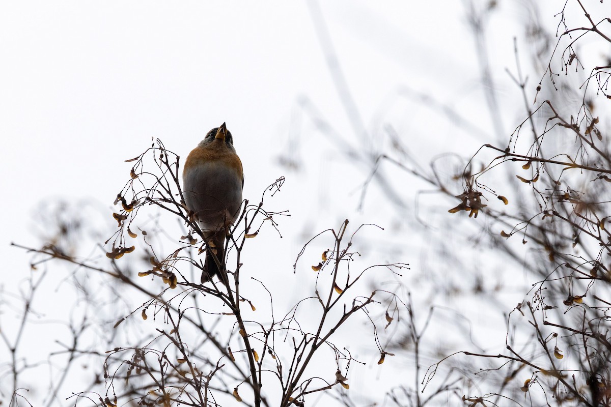 Brambling - ML646783556