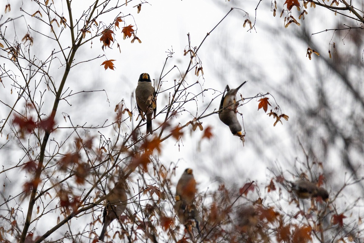 Yellow-billed Grosbeak - ML646783558