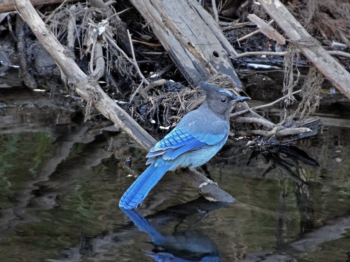 Стеллерова сойка - ML646783559