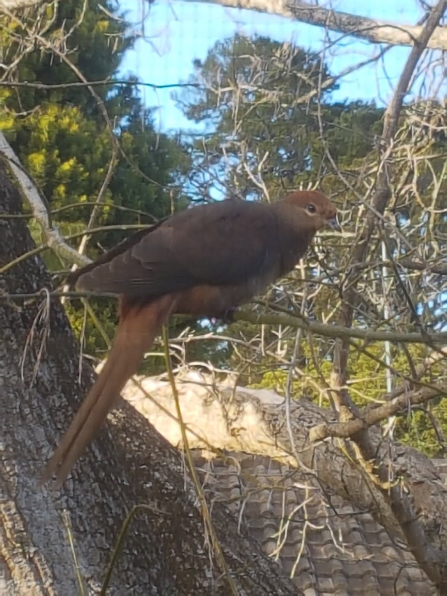 kanelgjøkdue - ML646783562