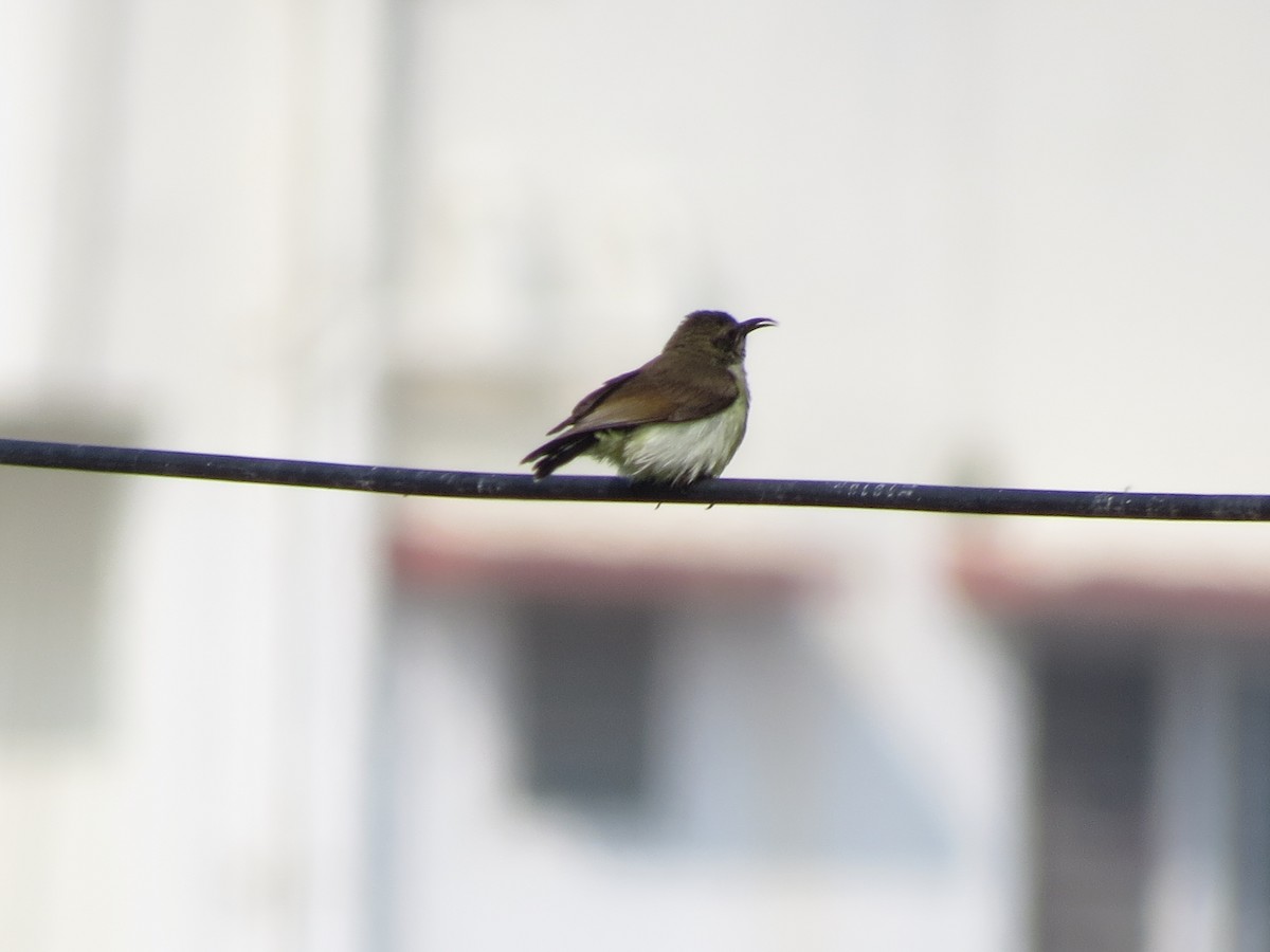 Purple Sunbird - ML646783564