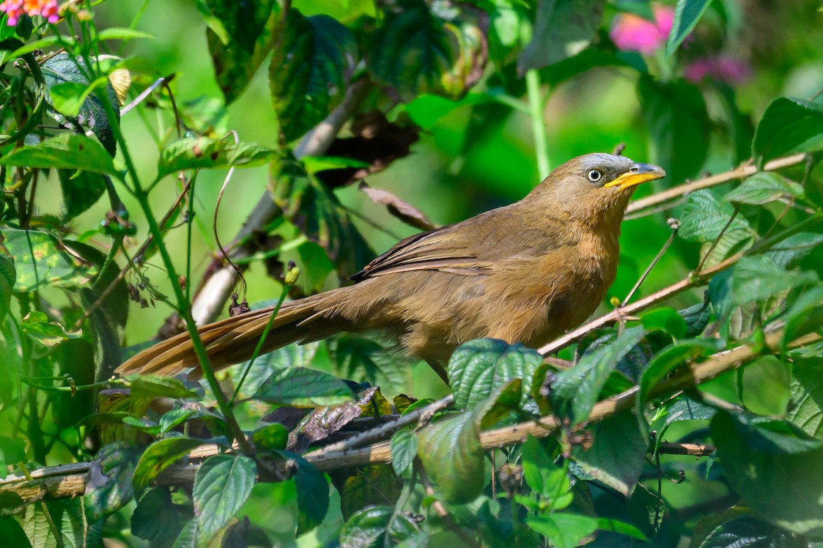 Cratérope roussâtre - ML646783565