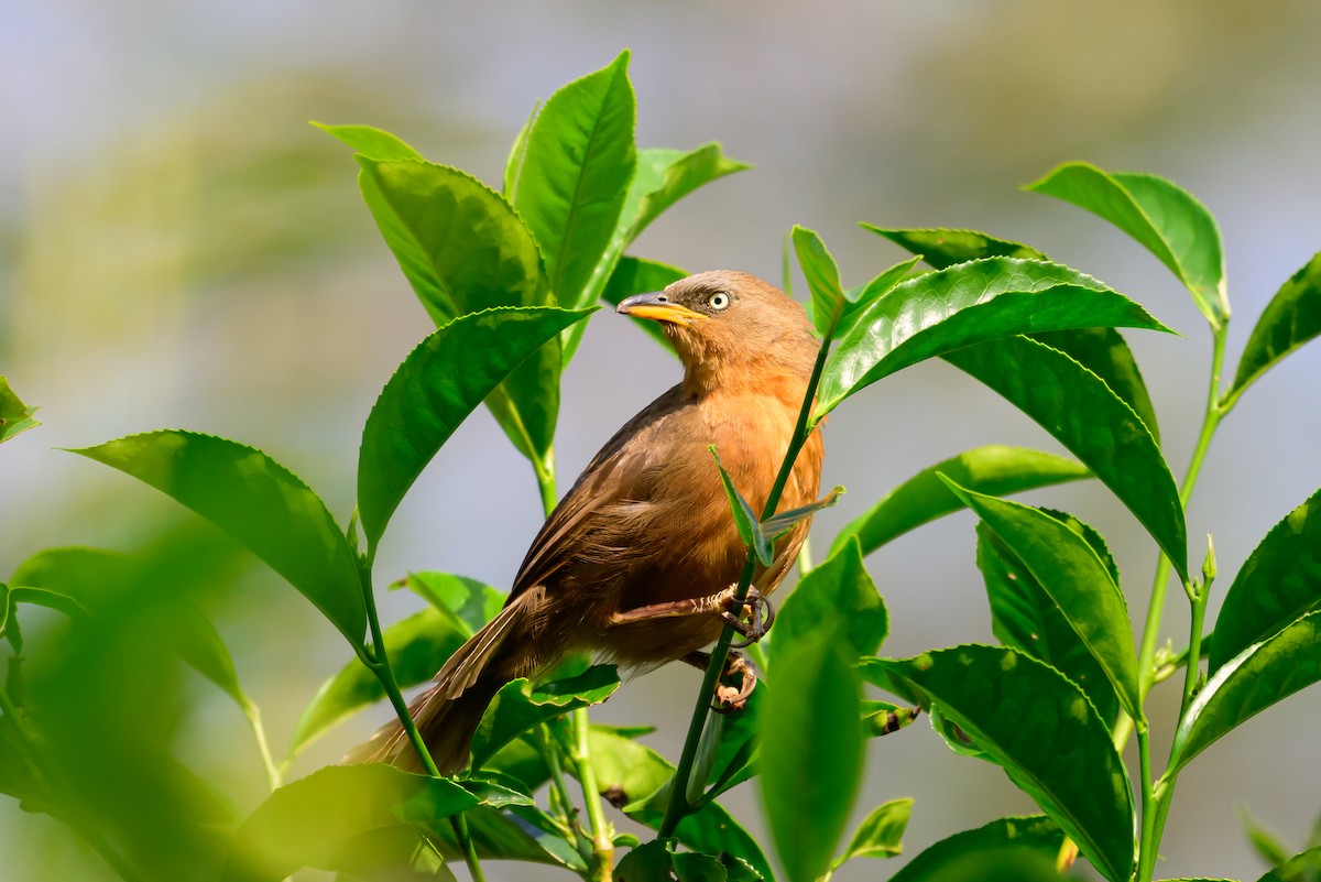 Cratérope roussâtre - ML646783566