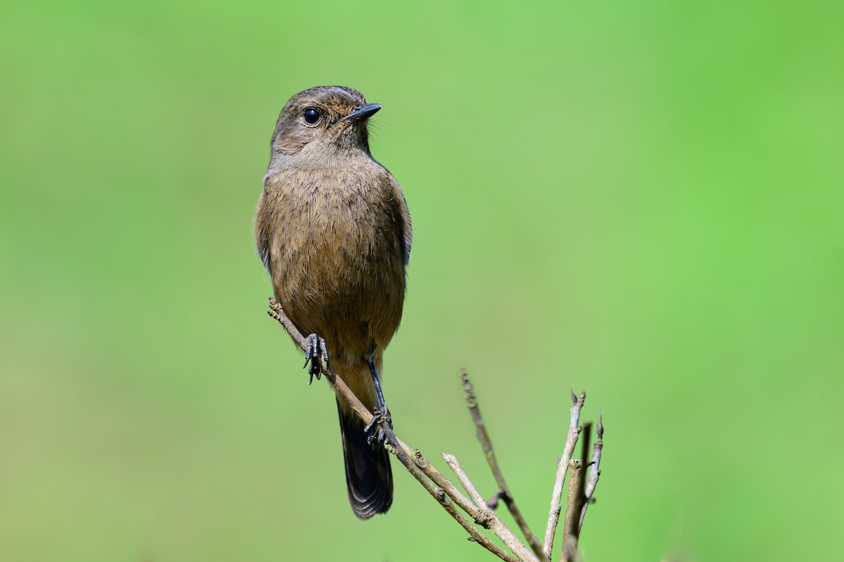 Tarier pie - ML646783570