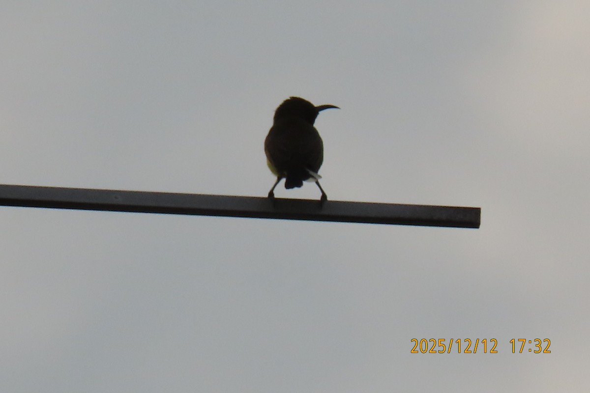 Ornate Sunbird - ML646783571