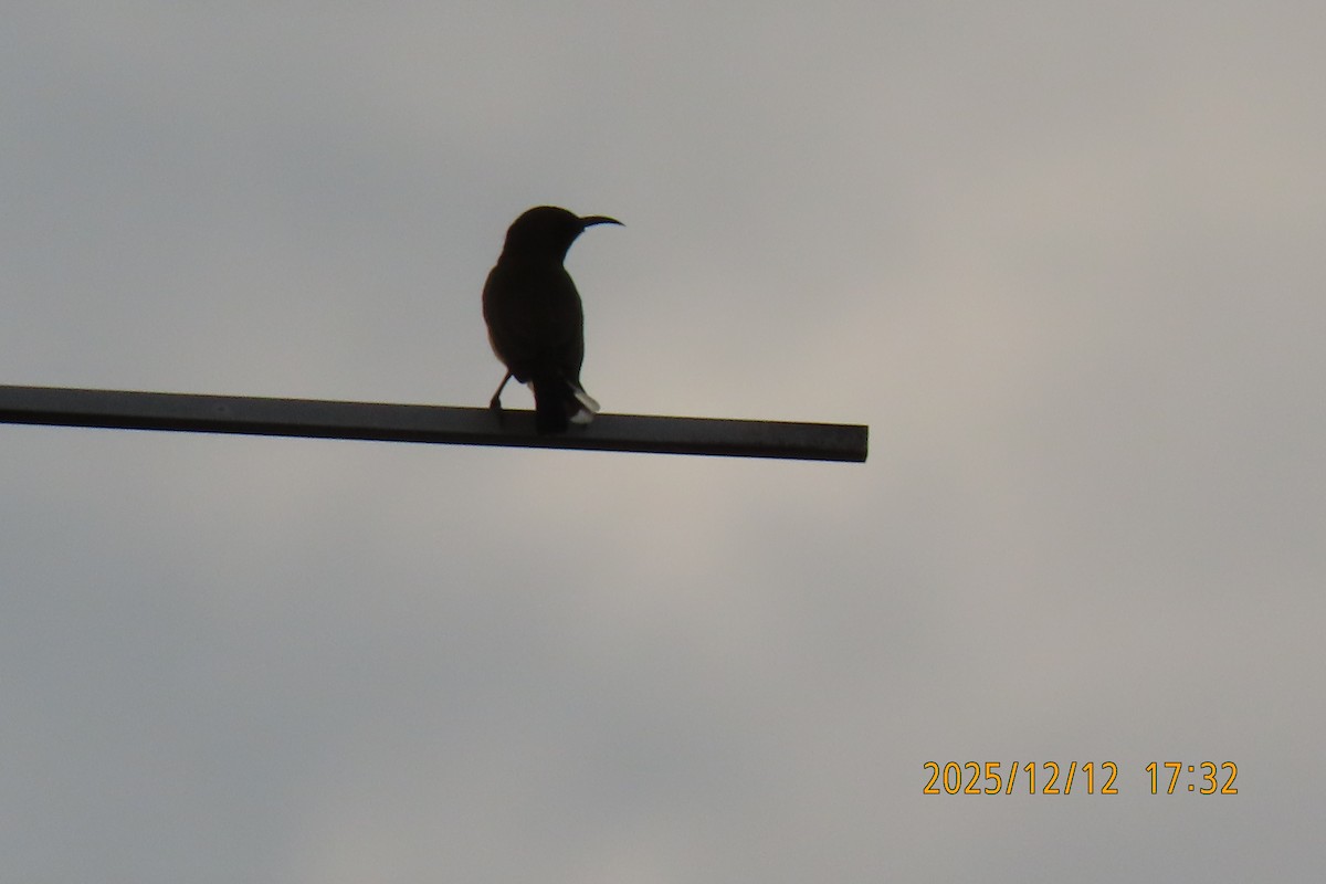 Ornate Sunbird - ML646783572