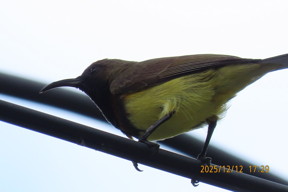 Ornate Sunbird - ML646783573