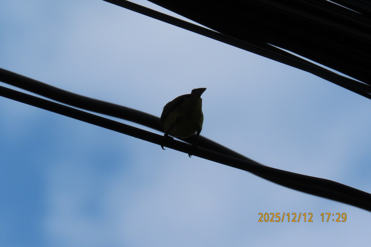 Ornate Sunbird - ML646783574