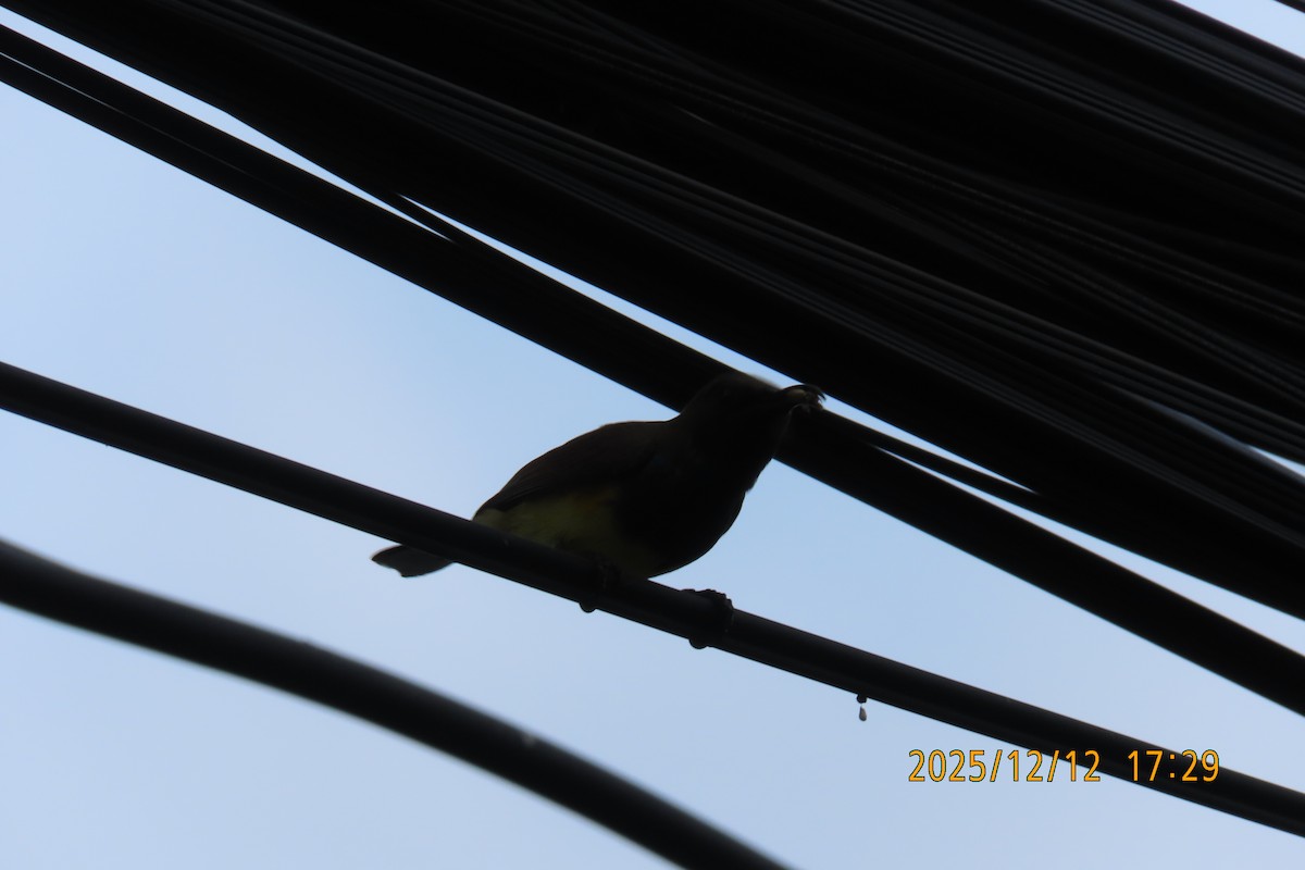 Ornate Sunbird - ML646783575